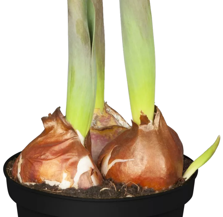 Tulpe 'Yellow Flair' Tulpe 'Yellow Flair'