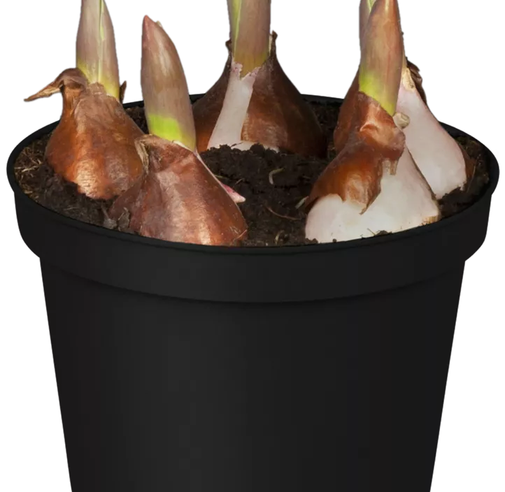 Tulpe 'Orange Princess'