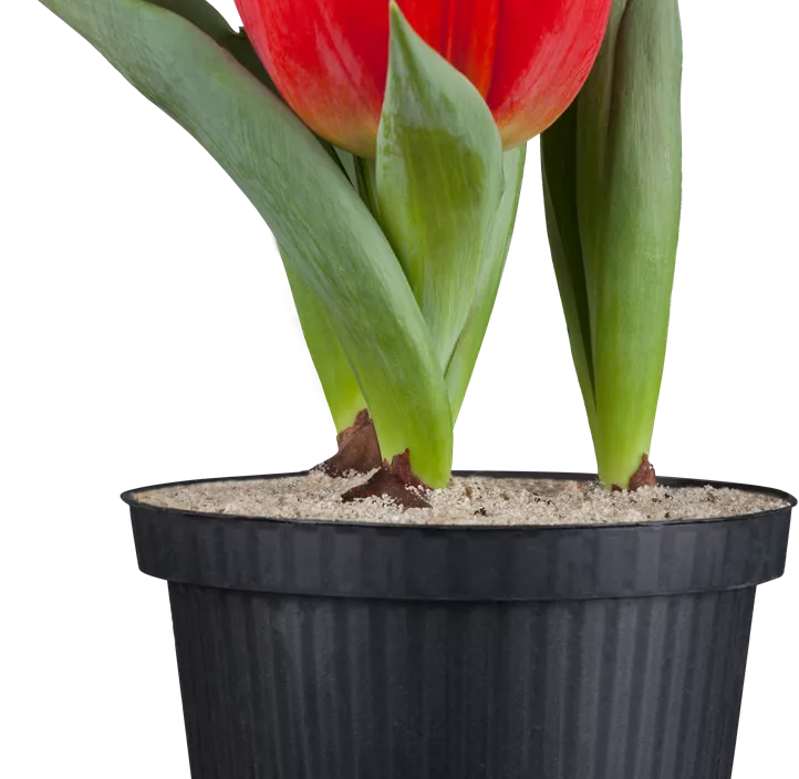 Tulpe 'Red Paradise'