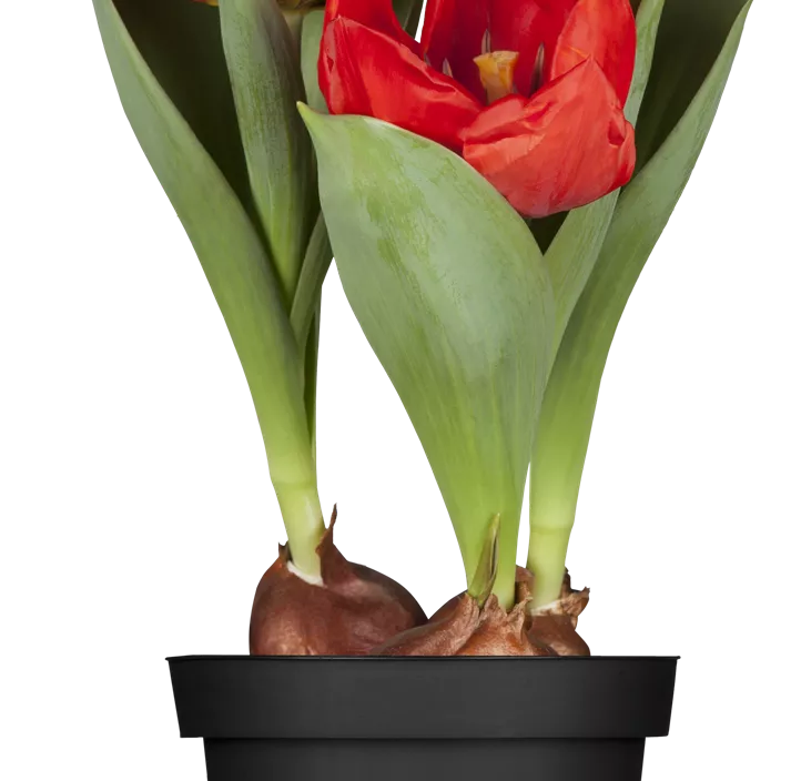 Tulpe 'Red Paradise'