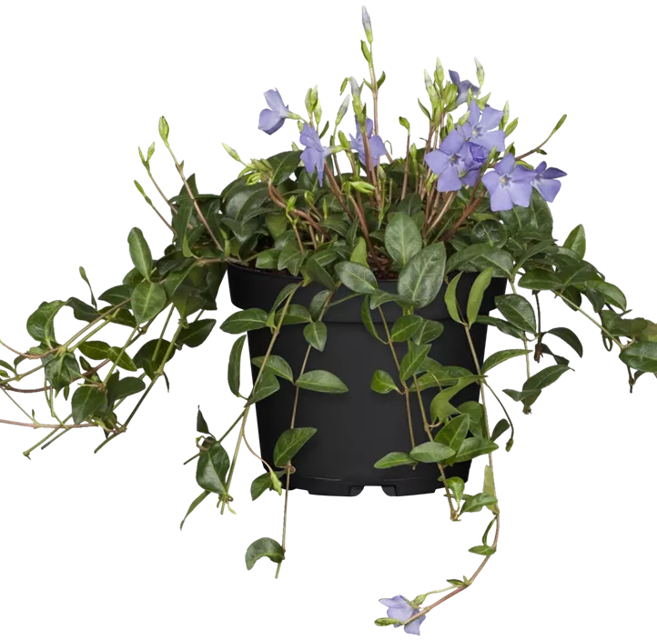 Kleinblättriges Immergrün Kleinblättriges Immergrün