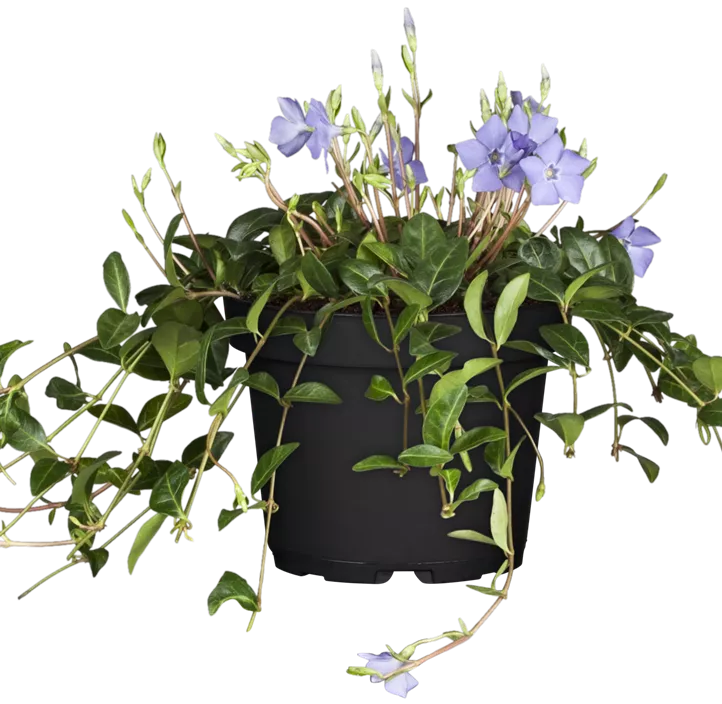 Kleinblättriges Immergrün Kleinblättriges Immergrün