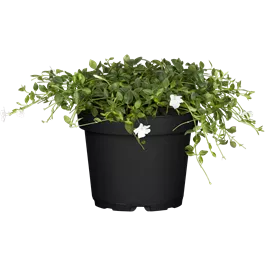 Vinca minor Alba