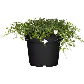 Vinca minor Alba Vinca minor Alba