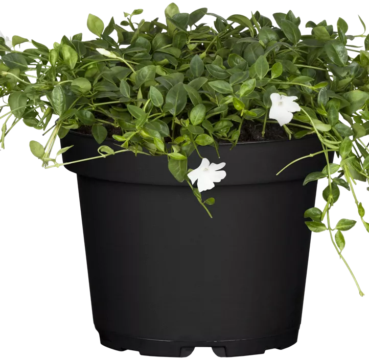 Kleines Garten-Immergrün 'Alba'