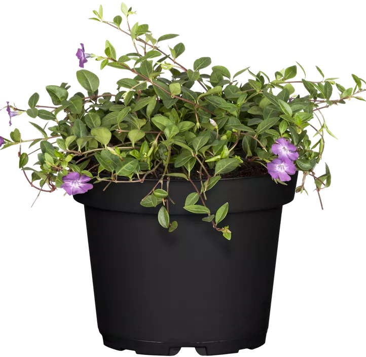 Rotblühendes Immergrün 'Atropurpurea' Rotblühendes Immergrün 'Atropurpurea'