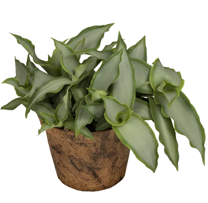 Peking-Gras 'Bright Star' Peking-Gras 'Bright Star'