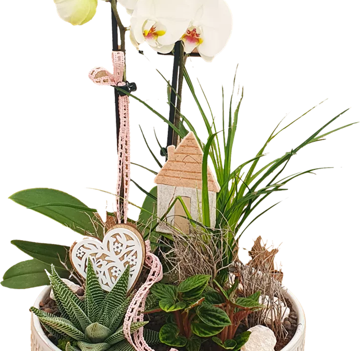 Arrangement Gemma Arrangement Gemma