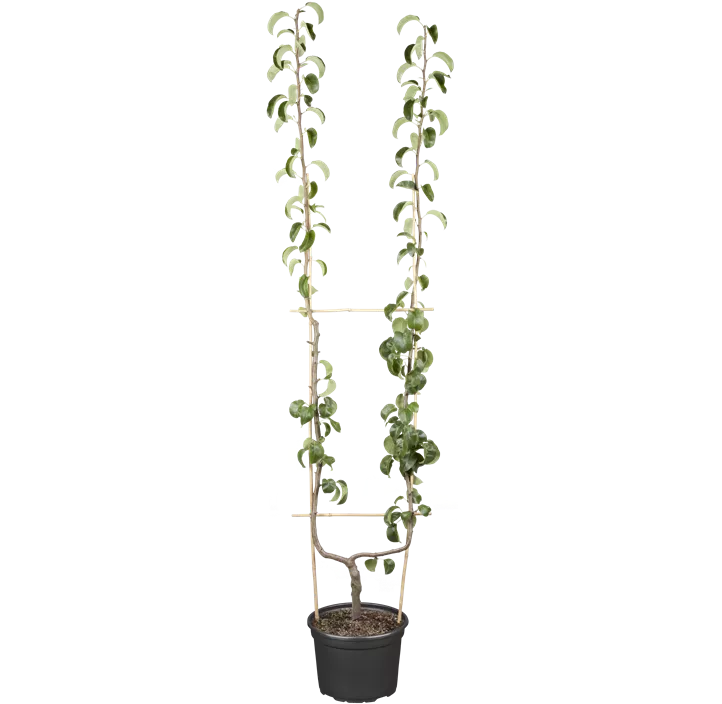 Birne 'Gellerts Butterbirne'