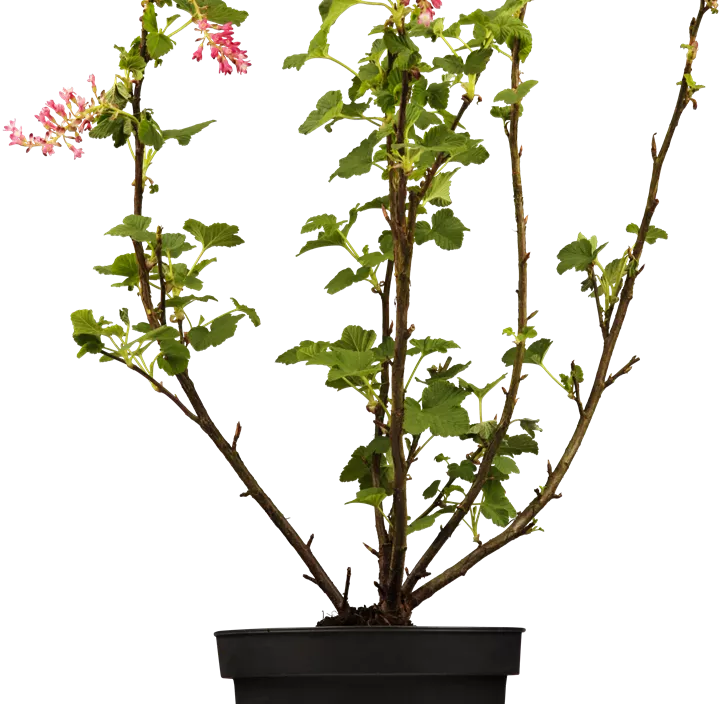 Zier-Johannisbeere 'Amore'® Zier-Johannisbeere 'Amore'®