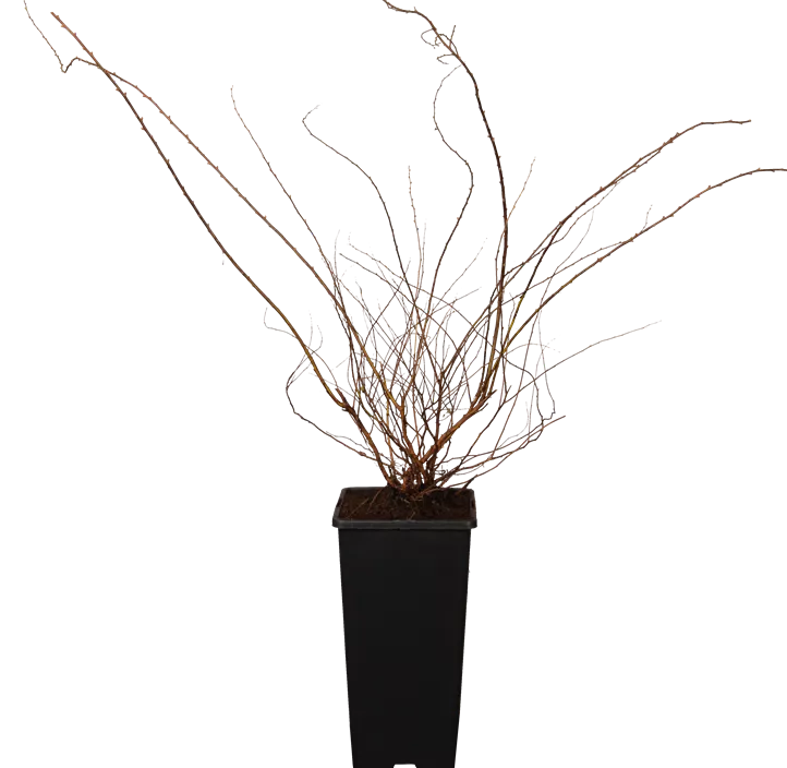 Weiße Rispenspiere 'Grefsheim'