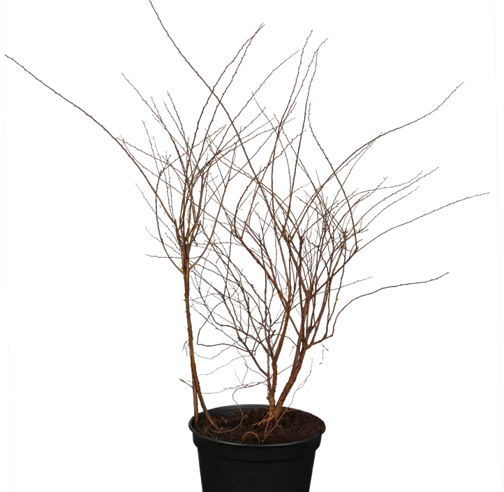 Weiße Rispenspiere 'Grefsheim'