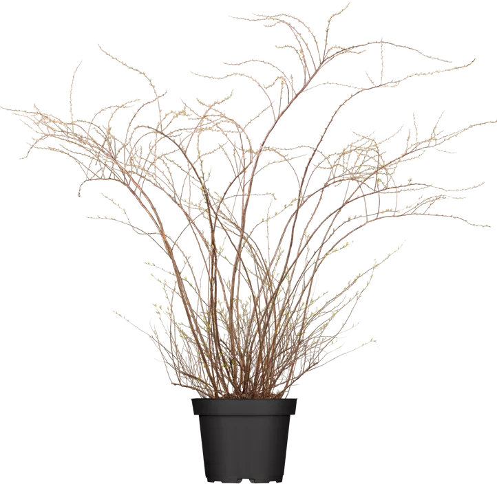 Weiße Rispenspiere 'Grefsheim'