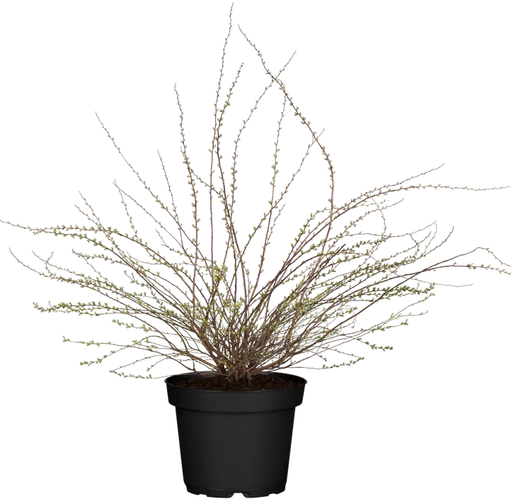 Weiße Rispenspiere 'Grefsheim'