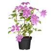 Gartenpflanzen