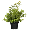 Beerensträucher