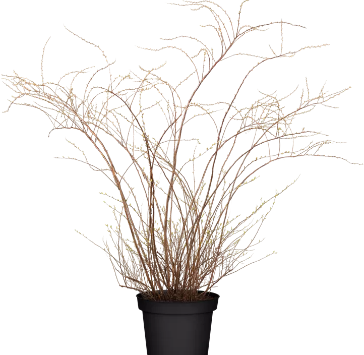 Weiße Rispenspiere 'Grefsheim'