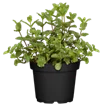 Kräuter