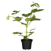 Brombeeren