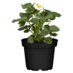 Erdbeeren