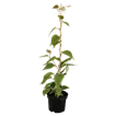 Exotische Beeren