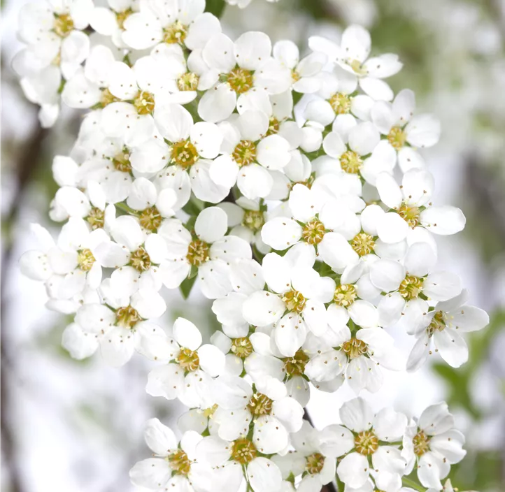 Weiße Rispenspiere 'Grefsheim'