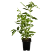 Heidelbeeren