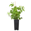 Himbeeren