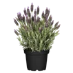 Lavendel