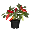 Paprika