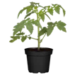 Tomaten