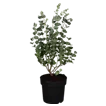 Eukalyptus
