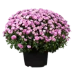 Chrysanthemen