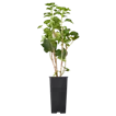 Beerensträucher