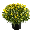 Sommerblumen