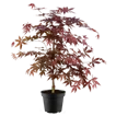 Laubbäume