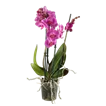 Orchideen