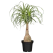 Elefantenfuß