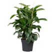 Ficus
