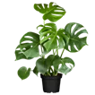 Monstera