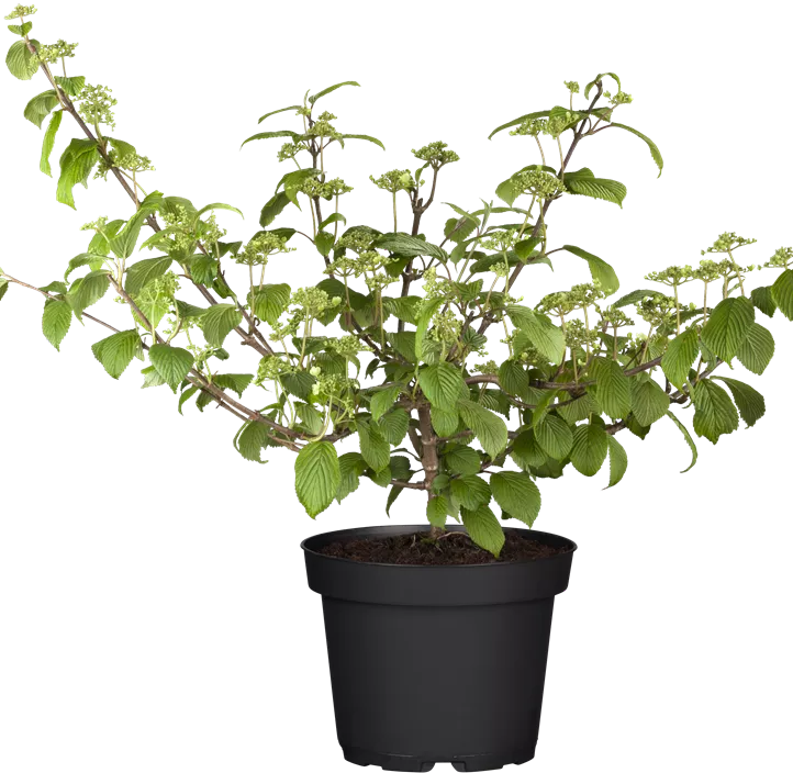 Japanischer Schneeball 'Mariesii' Japanischer Schneeball 'Mariesii'