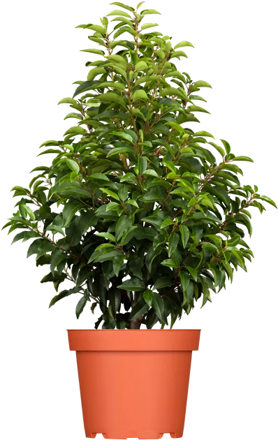 ebay monstera Monstera Deliciosa Aurea Variegata Plant B XL – Kent East Hill Nursery main image 0