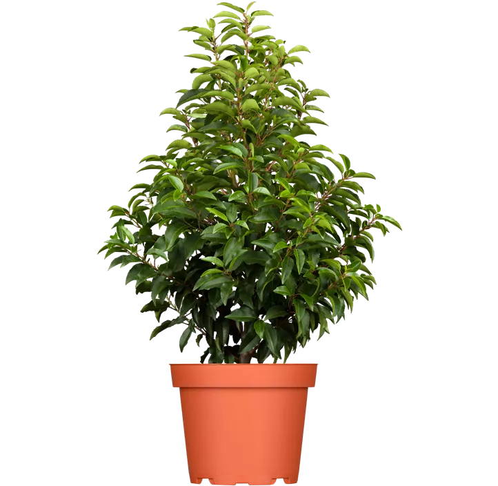 Portugiesischer Kirschlorbeer 'Brenelia'®