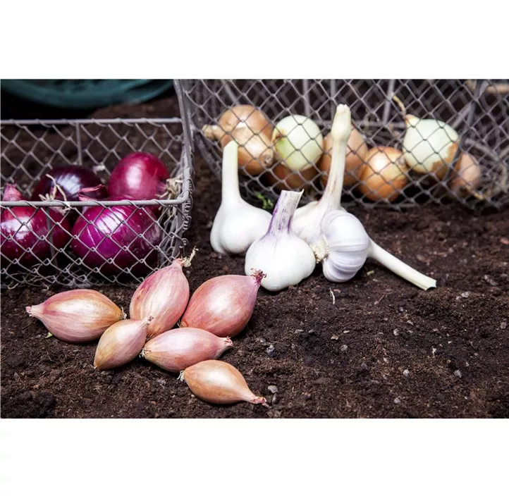 Echter Knoblauch