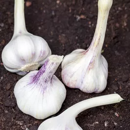 Allium sativum Elephant Garlic