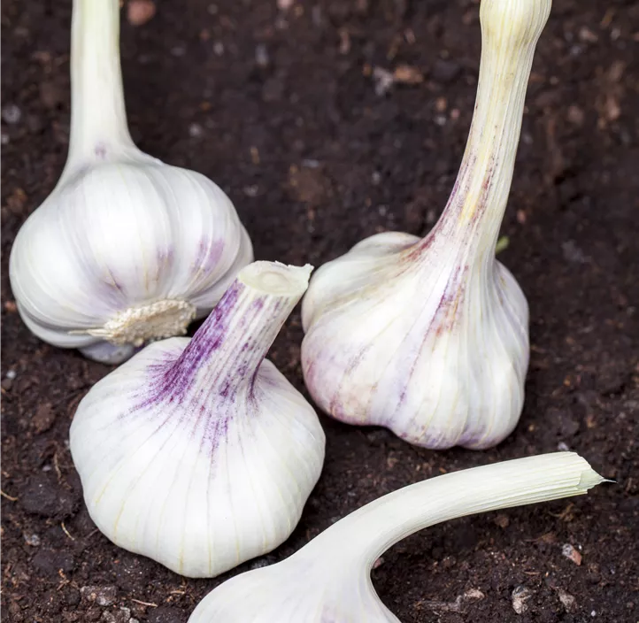 Knoblauch 'Elephant'