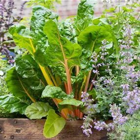 Beta vulgaris Bright Lights