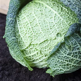 Brassica oleracea var. sabauda