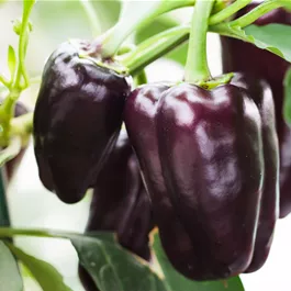 Capsicum annuum Violetta