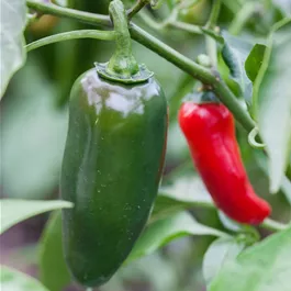 Capsicum annuum Jalapeno Ruben